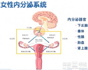 呼和浩特内分泌失调引起的疾病