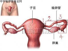 女性应该怎么预防急性输卵管炎?