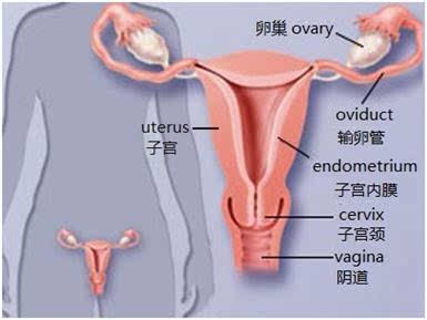 哪几种输卵管发育异常导致女性不孕