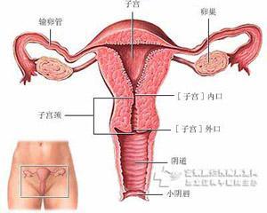 什么是“宫颈炎”?宫颈炎的危害有哪些?会导致女性不孕吗?