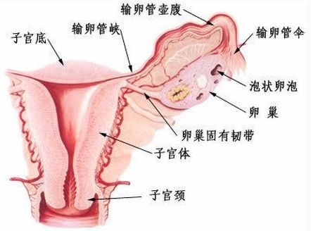 卵巢检查