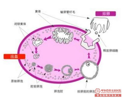 呼和浩特性激素六项检测报告解密-2
