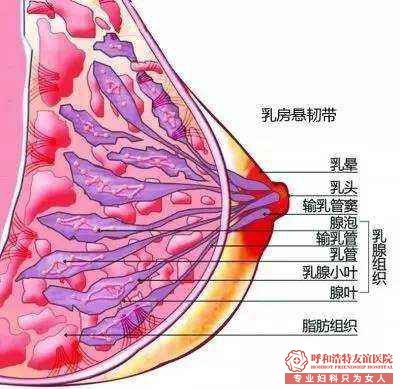 乳腺肿瘤不治疗有什么危害